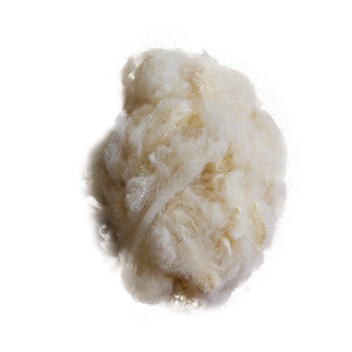 棉花步入高價時代 滌綸短纖維價格緊追而上